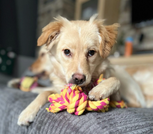 Adopcje 2 obraz 2026 02 08 182806405 - Fundacja na Rzecz Ochrony Praw Zwierząt EX LEGE