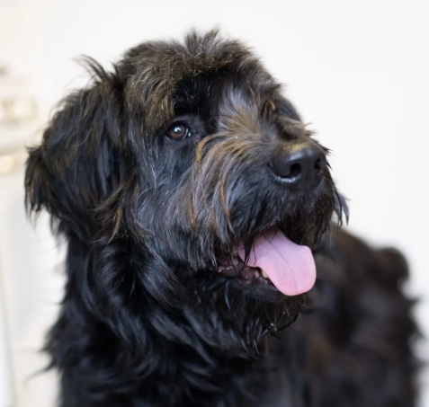 Adopcje 1 obraz 2026 02 08 183107797 - Fundacja na Rzecz Ochrony Praw Zwierząt EX LEGE