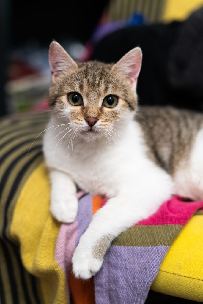 franio 1 - Fundacja na Rzecz Ochrony Praw Zwierząt EX LEGE