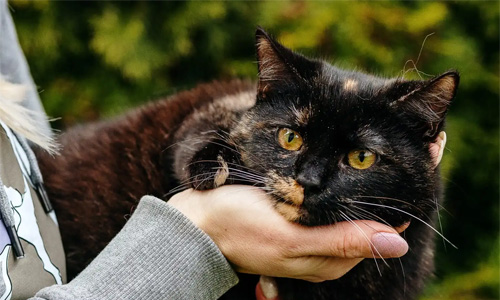 Kotek uratowany przez Fundację Ex Lege