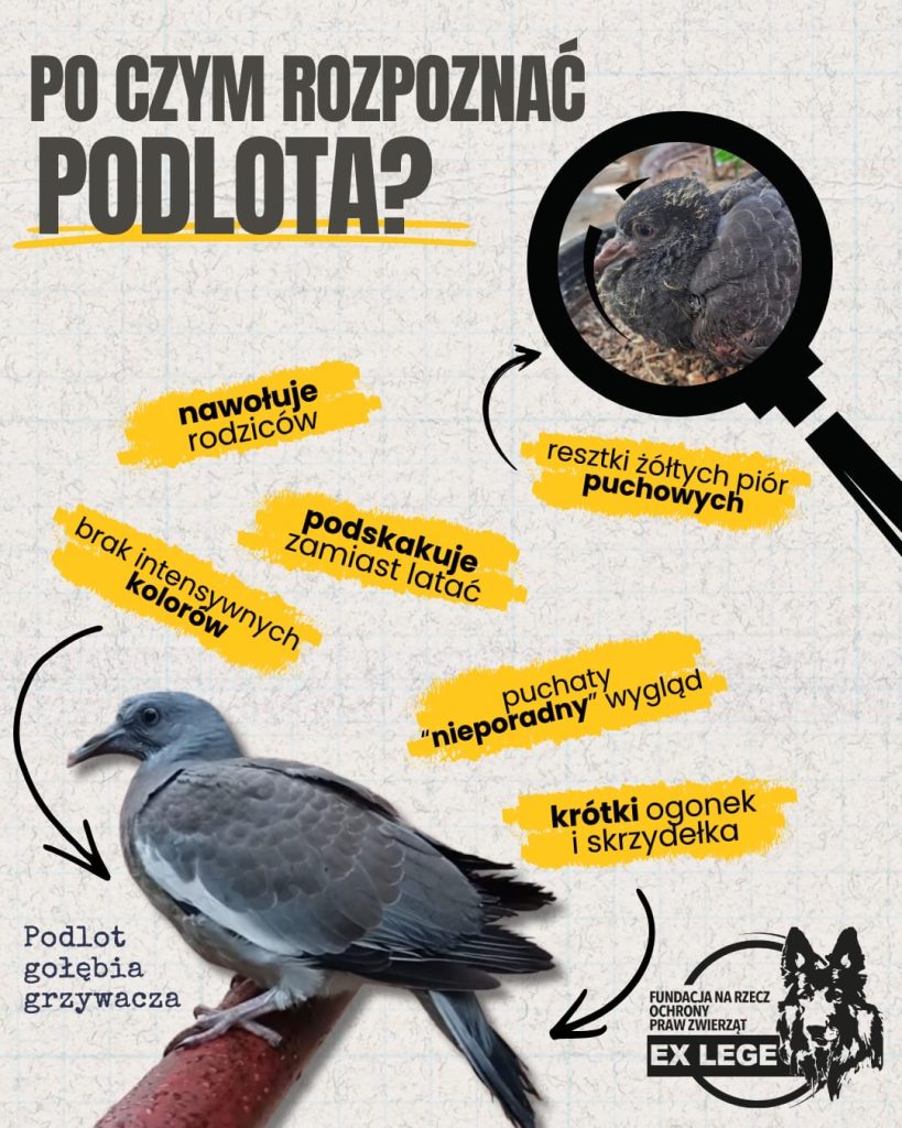 po-czym-poznac-podlota