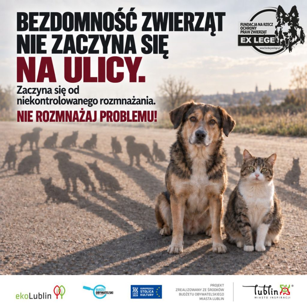 bezdomnosc-zwierzat