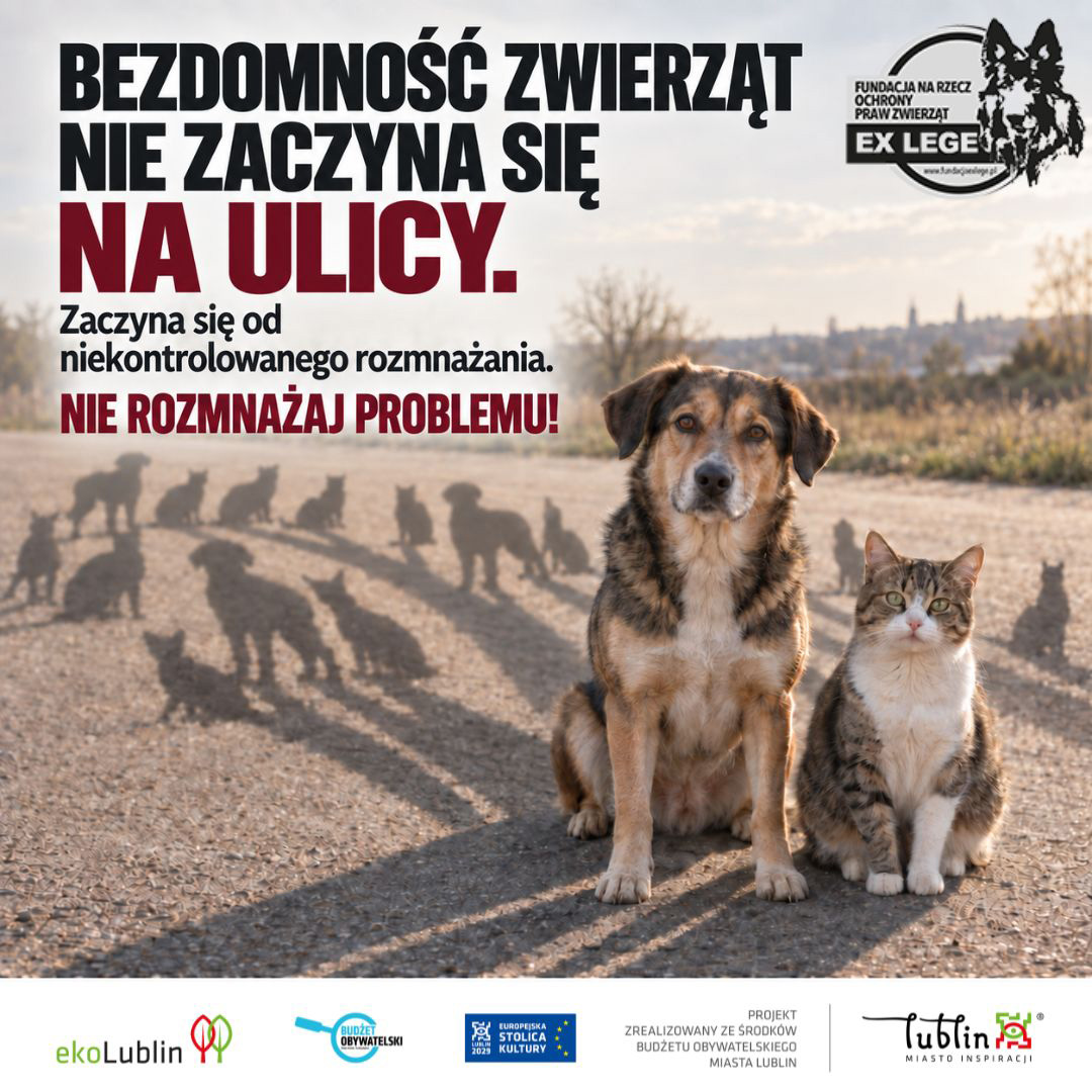 bezdomnosc-zwierzat