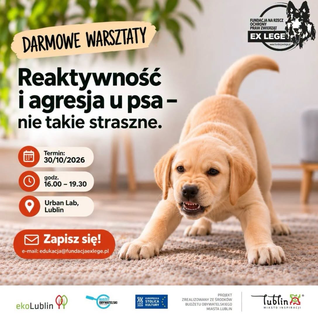 reaktywnosc-warsztaty